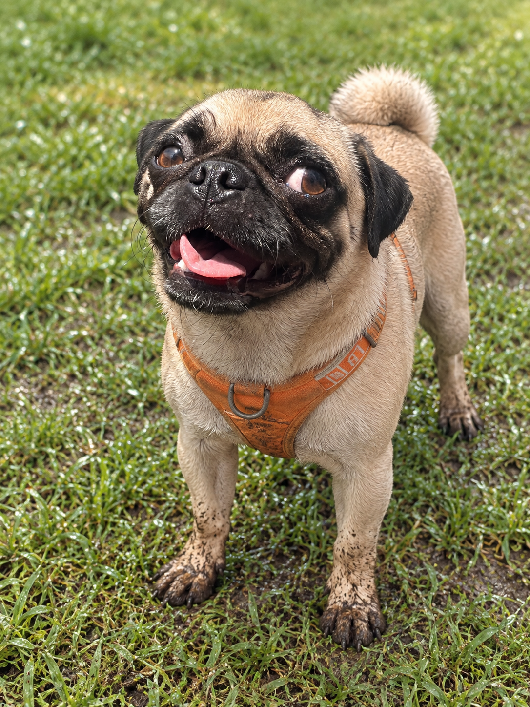 Pug sobre pasto con las patitas con lodo; escena editada a partir de una fotografía real