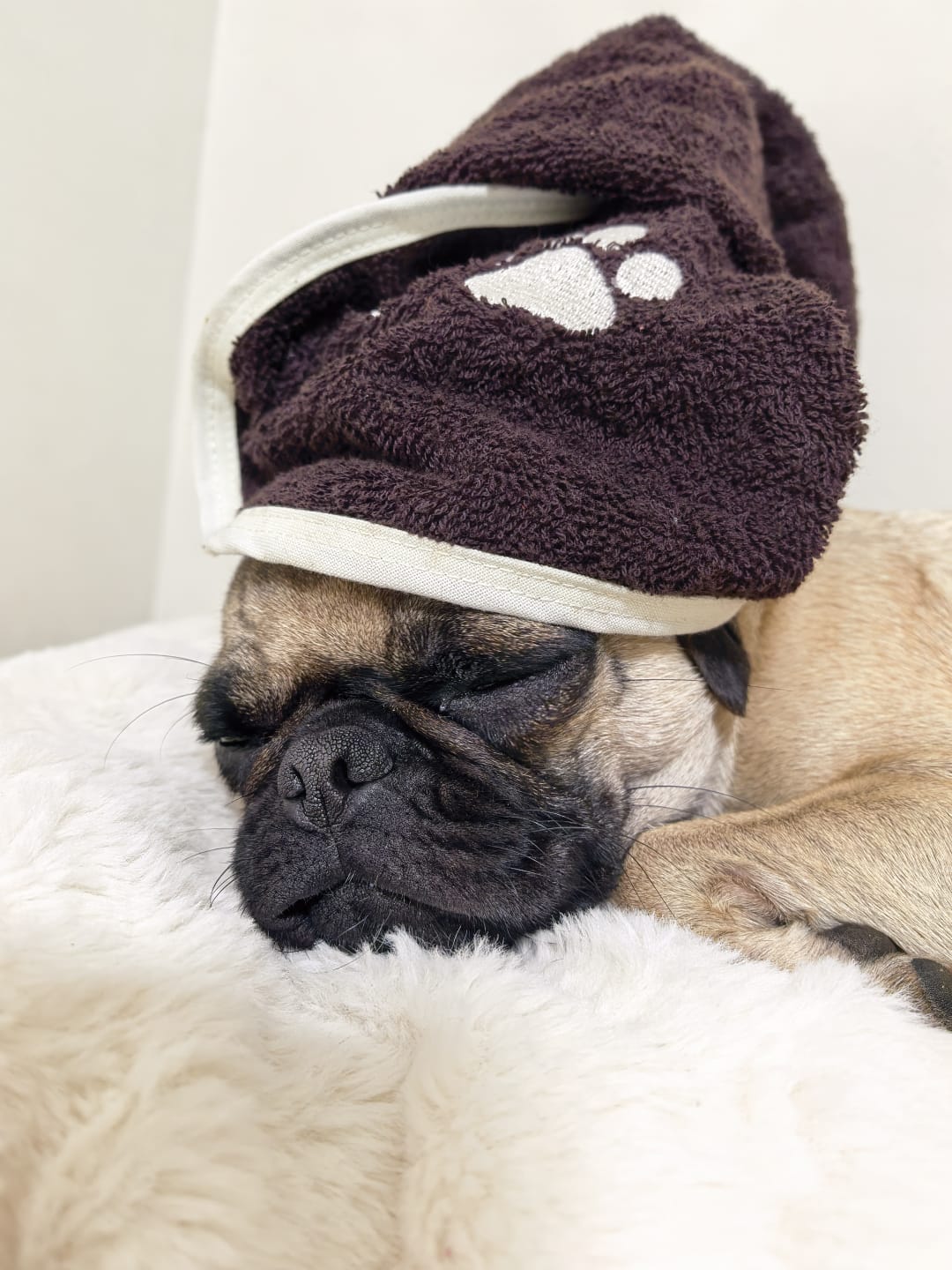 Pug descansando con una Pet Towels café sobre la cabeza
