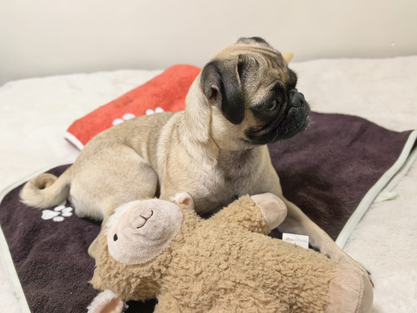 Pug junto a sus toallas café y roja, listas para acompañar su rutina